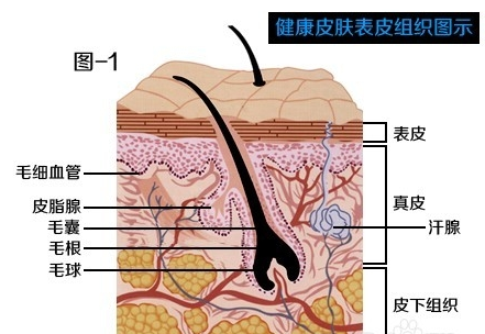 健康皮肤表皮组织图示